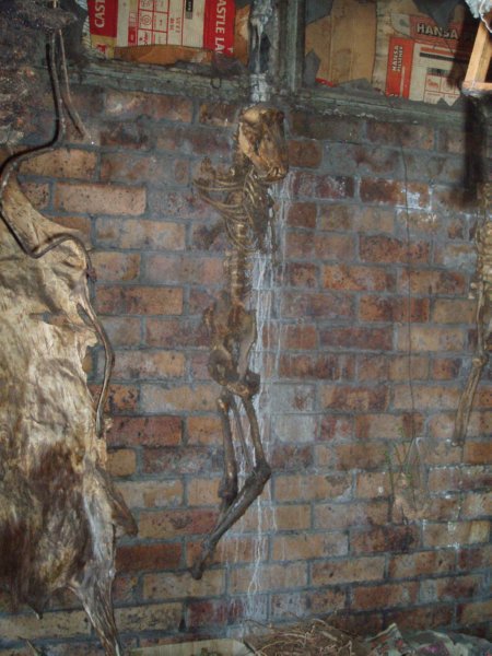 KeHa_in_South_Africa - 121
